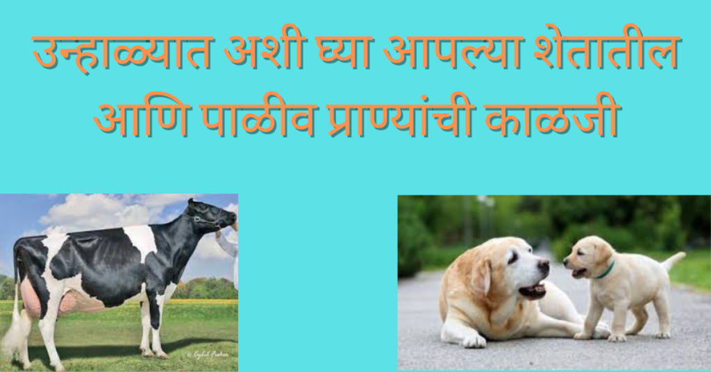 Summer animal Health Tips  in marathi